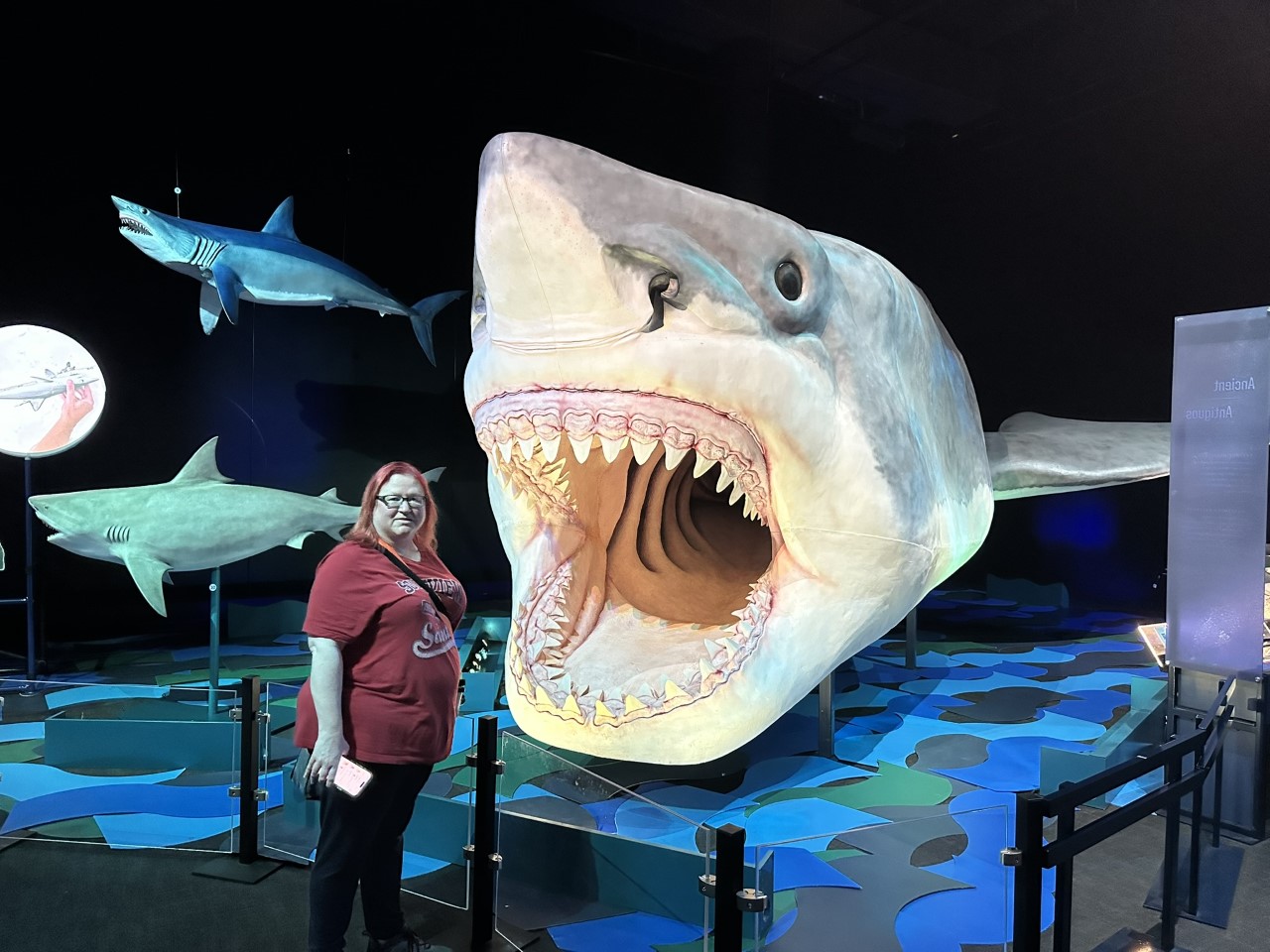 Massive great white shark head display with open jaws and other shark models