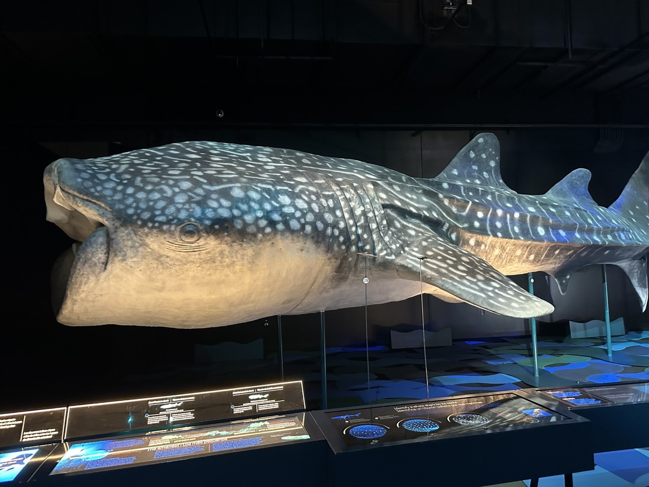 Whale shark model showing distinctive spotted pattern and massive scale